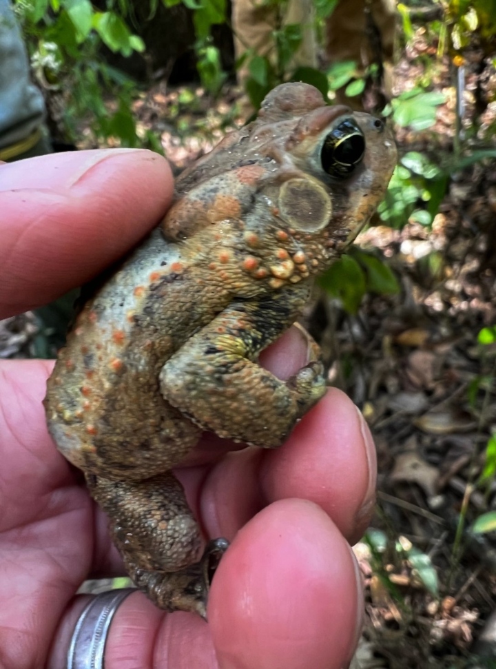 American Toad